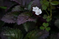 Hemigraphis alternata